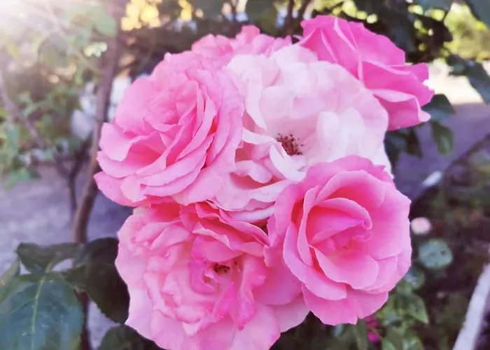 Kuca Za Odmor Starcevic 펜션